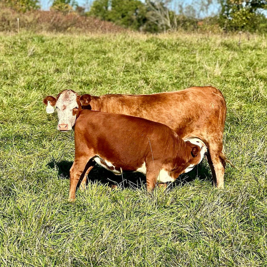 Whole Beef