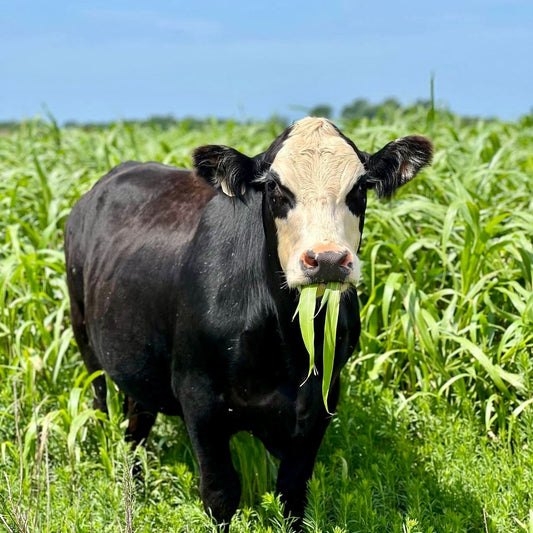 Eighth Beef