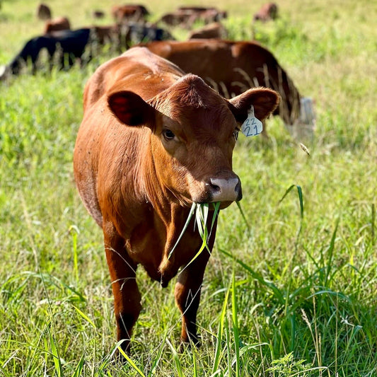 Sixteenth Beef