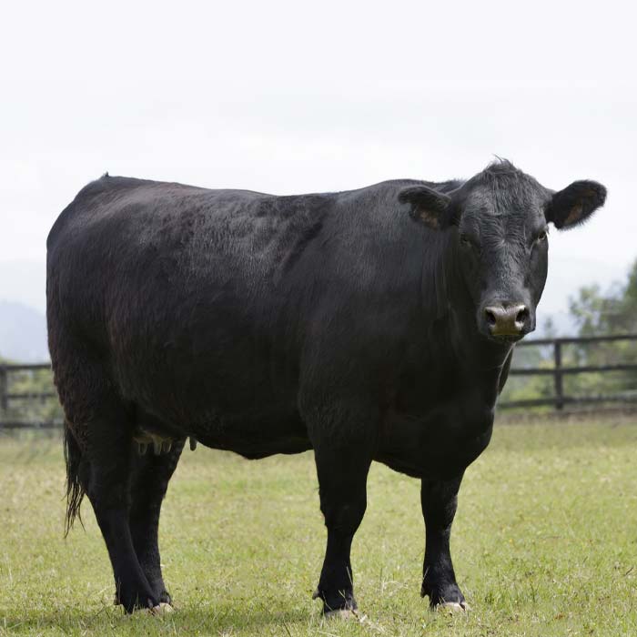 Whole Cow