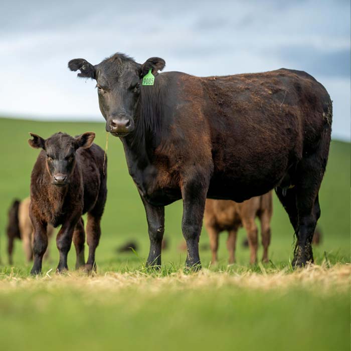 Half Cow