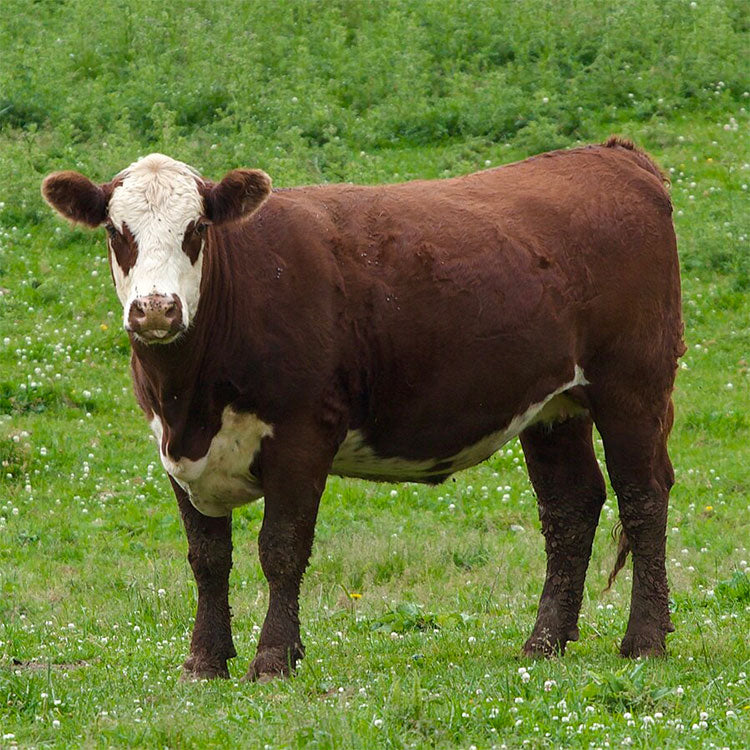 Quarter Cow