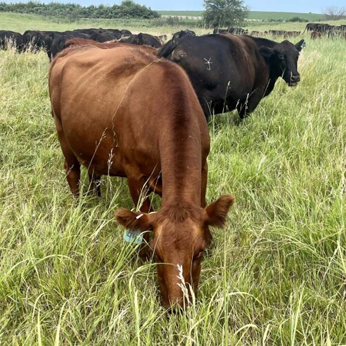 Sixteenth Cow